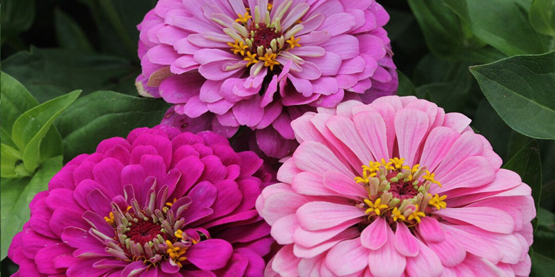 Zinnia Art Deco Etsy