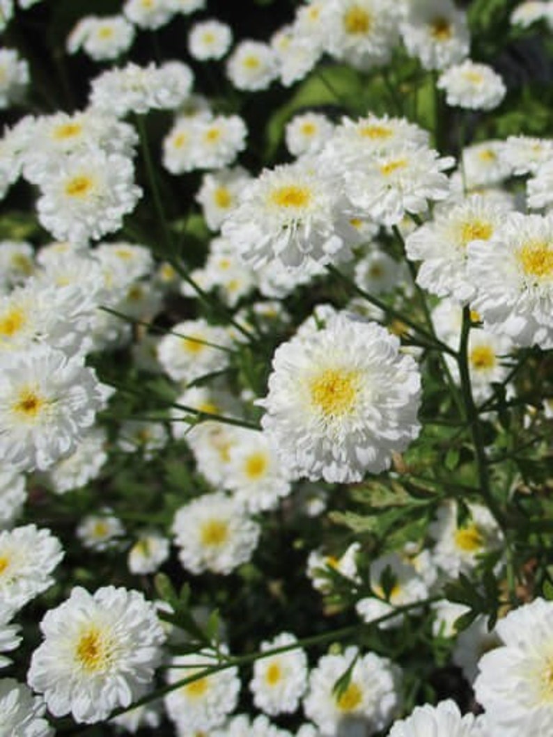 Feverfew Chrysanthemum Parthenium Matricaria Tetra White Etsy