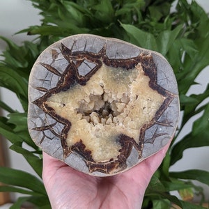 2.5lbs Septarian Nodule Geode, Dragon Stone Geode, Lightning Stone, Septarian Dog Tooth Calcite Geode