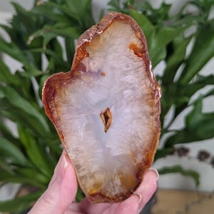 May include: A white agate slice with a brown and orange outer edge. The agate has a natural, crystal-like formation with a clear center.