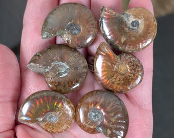 Red Iridescent Ammonite Fossil, Fossilized Ammonite, Fire Ammonite, Opalized Ammonite