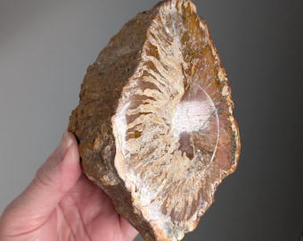 Triassic Petrified Araucaria Wood Dish, Sphere Holder, Madagascar Petrified Wood, Ancient Stone Wood