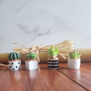 May include: Four miniature potted succulents in different styles. The succulents are in white pots with black and white polka dots, black and white stripes, and solid white.