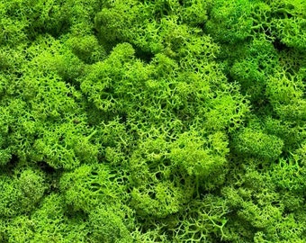 IJslands mos – 5 kleuren. Echt geconserveerd natuurlijk mos voor knutselen, decoratie en modelbouw.