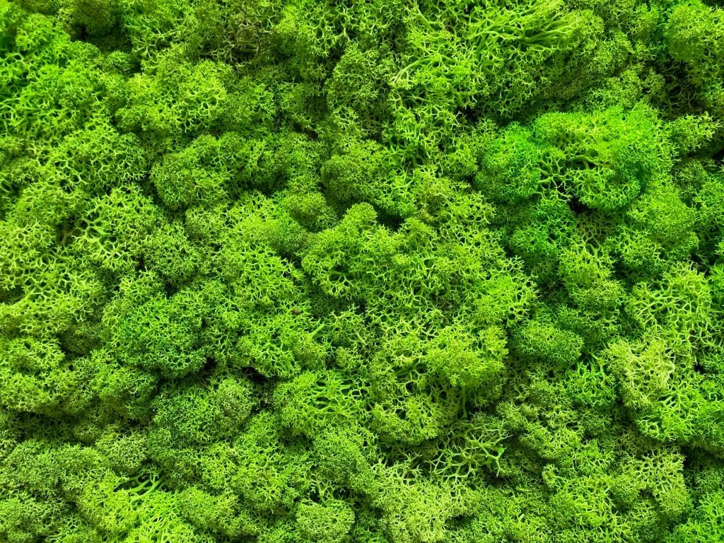 Islandmoos konserviert dunkelgrün 1 kg kräftiges grün haltbares Moos für Bilder 