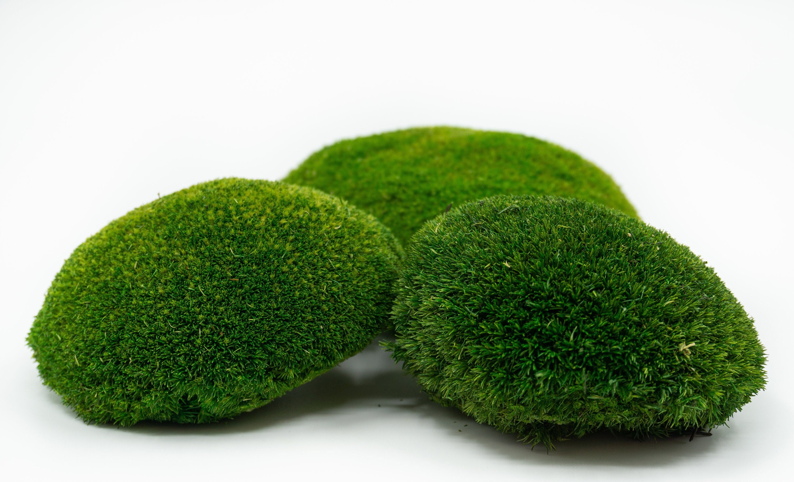 Bollenmoos, ball moss, pole moss 3 colors, real preserved natural moss for DIY crafts