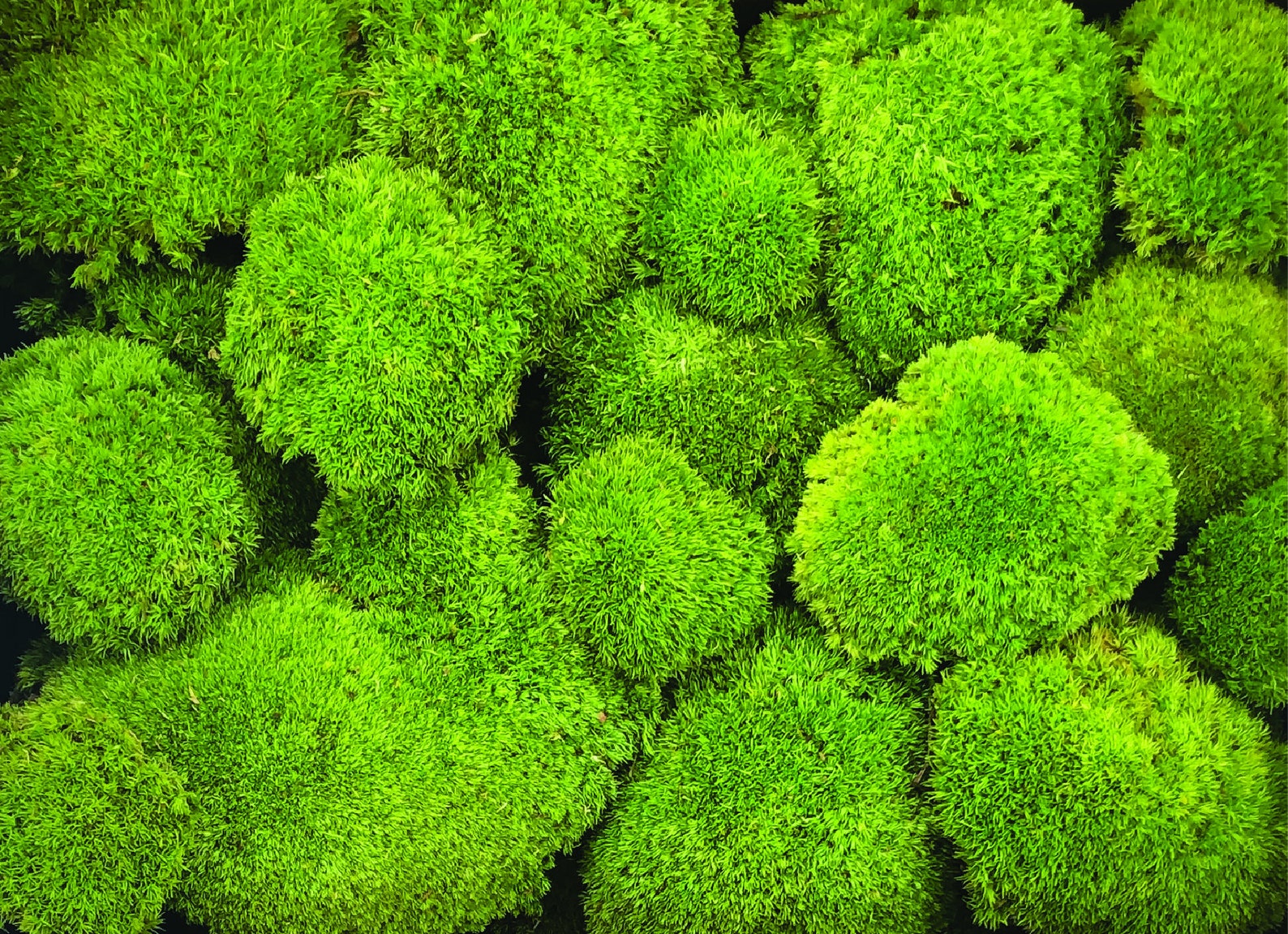 Bollenmoos Ballmoos Kugelmoos 3 Farben echtes konserviertes Etsy