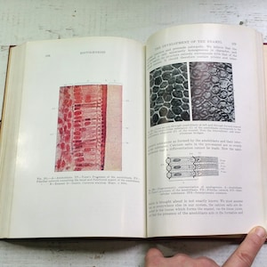 May include: Open book with detailed illustrations of histological structures, including cross-sections and diagrams. The pages display scientific text and diagrams related to the development of enamel, with labels and annotations. The book is open to pages 228 and 229.
