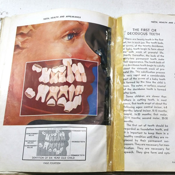 LARGE Teeth, Health and Appearance Vintage 1940 Dental Illustrated Book Skull Images Doctor Health Old Ephemera Junk Journal Scrapbooking