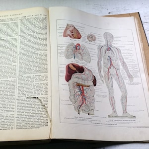 The Volumenbibliothek Antik 1920er Jahre Illustrierte Landkarten Dekor Lehren Lernsammlung Geschichtsatlas Wissenschaft Wörterbuch Hygiene Kunst alt Zerfetzt