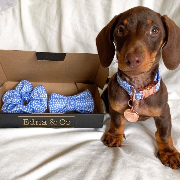 Dachshund Collar Etsy