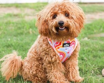 Arnés para perros / Arnés Dachshund / Arnés para cachorros / Arnés para mascotas de lujo / con opción de agregar accesorios a juego