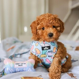 Puede incluir: Un peque&ntilde;o cachorro de caniche marr&oacute;n que lleva un arn&eacute;s para perros azul y blanco con un patr&oacute;n de frijoles coloridos y el texto "Cool Beans". El cachorro est&aacute; sentado en una manta de patr&oacute;n azul y blanco con un juguete de hueso arco&iacute;ris.
