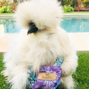 Pet Chicken Duck Diaper Small Medium & Large | Nappy/Nappie | Clothes | Outfit | Apparel