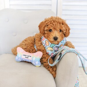 Puede incluir: Un peque&ntilde;o cachorro de caniche marr&oacute;n que lleva un arn&eacute;s y una correa de estampado azul y blanco, sentado en un sill&oacute;n gris claro con un juguete de hueso arco&iacute;ris. El arn&eacute;s tiene un patr&oacute;n de gominolas de colores y el texto "Cool Real Nice".