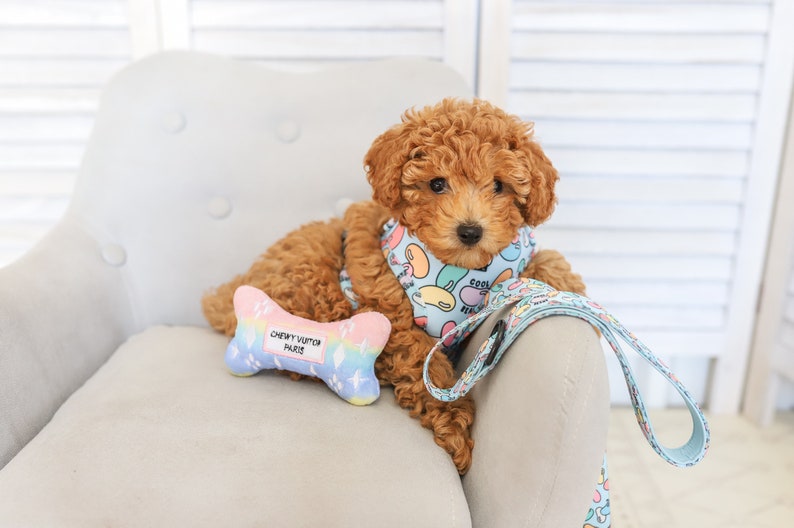 Puede incluir: Un peque&ntilde;o cachorro de caniche marr&oacute;n que lleva un arn&eacute;s y una correa de estampado azul y blanco, sentado en un sill&oacute;n gris claro con un juguete de hueso arco&iacute;ris. El arn&eacute;s tiene un patr&oacute;n de gominolas de colores y el texto "Cool Real Nice".