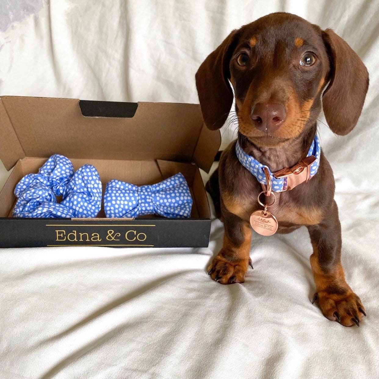Dachshund Dog Puppy Collar Cute Handmade Polka Dot Dog Puppy Cat Collar Adjustable Harness Etsy Canada