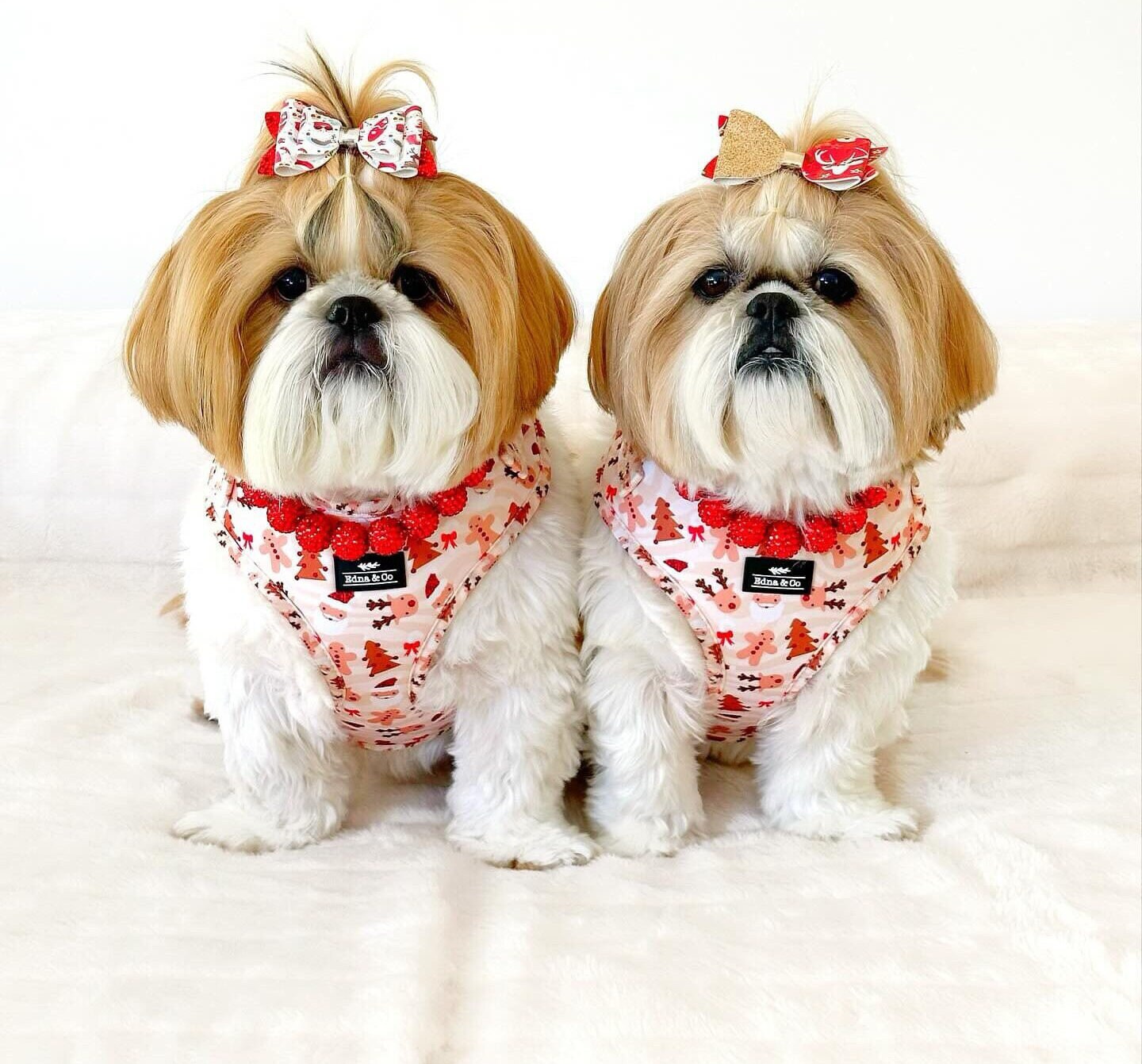 Ho-Ho-Hold On Tight A Guide to Christmas-Themed Dog Harnesses