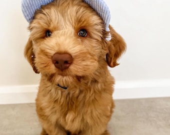 Corduroy Dog Hat | Puppy Hat | Dog Visor | Sun Protection Cap | Travel Hat for Dog Cat Pet | Hats for Dogs | Puppy Hats |Cat Hat