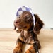 see more listings in the Pet Hat's section