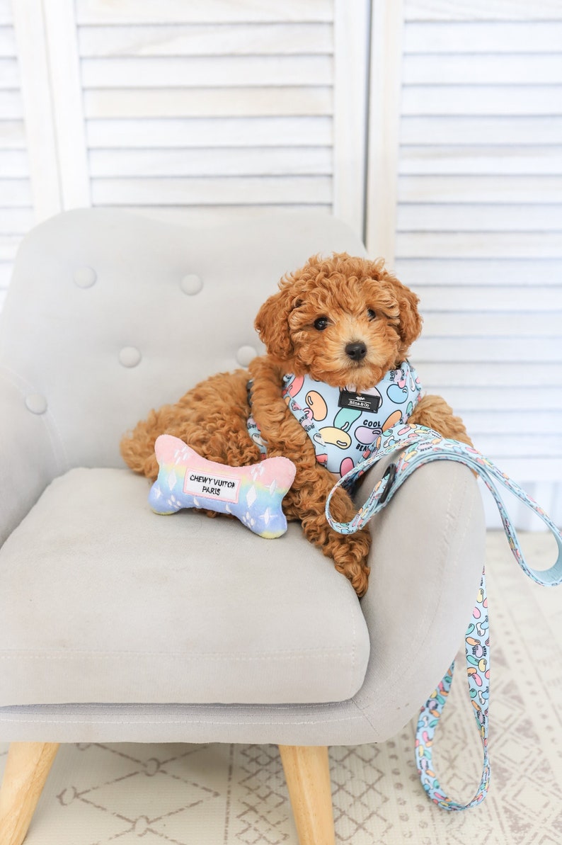 Puede incluir: Un peque&ntilde;o perro marr&oacute;n con un arn&eacute;s y una correa de estampado azul y blanco con un juguete de hueso arco&iacute;ris. El perro est&aacute; sentado en un sill&oacute;n gris claro con patas de madera.