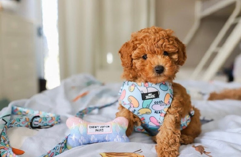 Puede incluir: Un peque&ntilde;o cachorro de caniche marr&oacute;n que lleva un arn&eacute;s para perros azul y blanco con un patr&oacute;n de frijoles coloridos y el texto "Cool Beans". El cachorro est&aacute; sentado en una manta de patr&oacute;n azul y blanco con un juguete de hueso arco&iacute;ris.