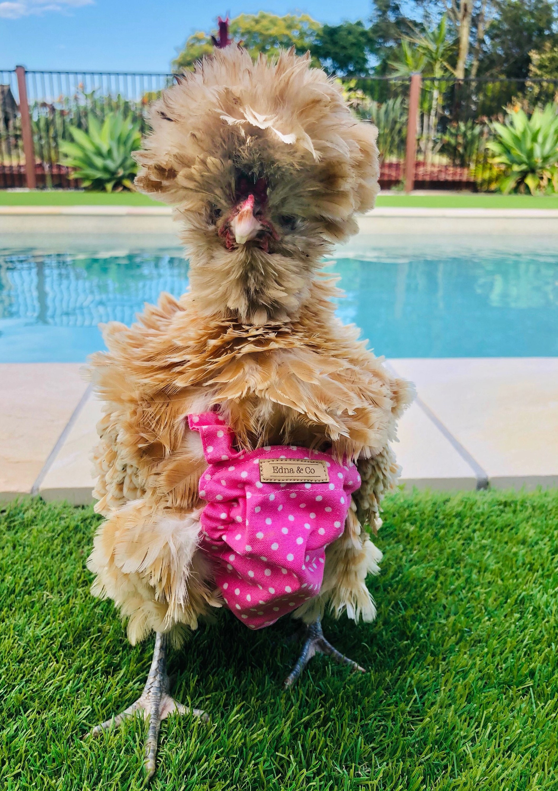 Chicken Diaper Nappy Etsy