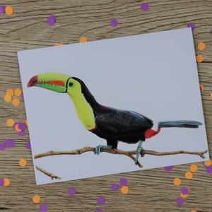 Toucan card / birds of paradise / birthday card / wildlife card / hand drawn illustration / card / blank inside