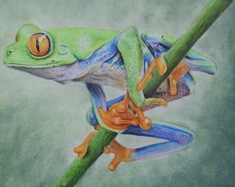 Frog original colour pencil illustration / wildlife art / realism