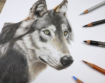 Illustration originale de loup au crayon de couleur