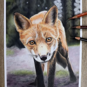 Fox Colour Pencil Original Illustration / Ilustraciones originales de Fox