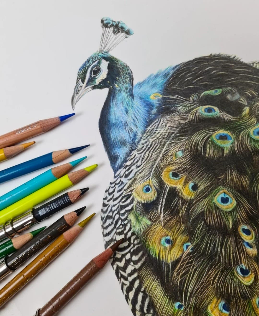 Peacock Original Colour Pencil Illustration - Etsy New Zealand, image size:1080x1318