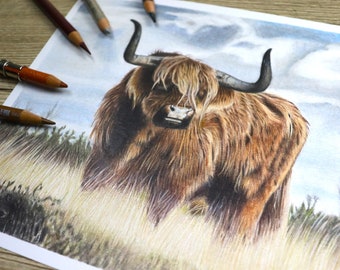 Highland Cow Original Colour Pencil Illustration / Highland Cow