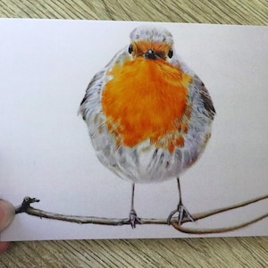 Robin Greeting Card / Bird Card