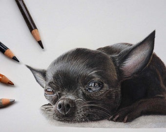 Chihuahua Original Colour Pencil Illustration / Original Pet Portrait