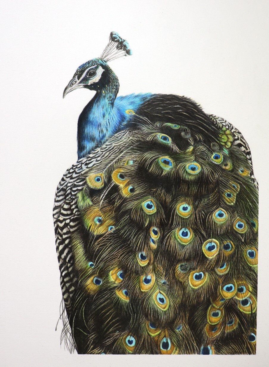 Peacock Original Colour Pencil Illustration - Etsy