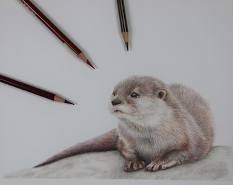 Otter original colour pencil illustration/ wildlife art / hand drawn illustration / otter