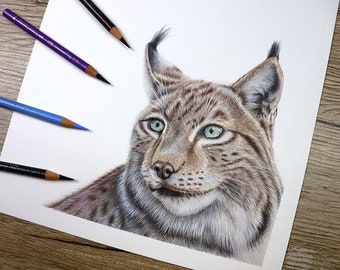オオヤマネコ　色鉛筆画 オオヤマネコのオリジナル色鉛筆イラスト / 野生動物アート - Etsy 日本