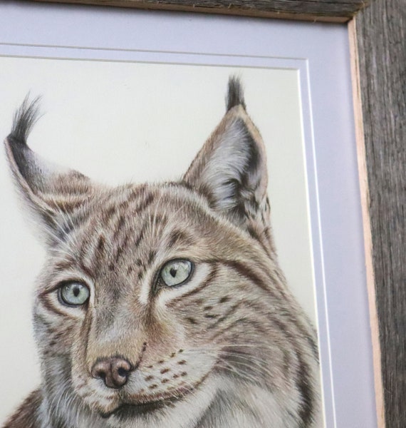 オオヤマネコ　色鉛筆画 オオヤマネコのオリジナル色鉛筆イラスト / 野生動物アート - Etsy 日本