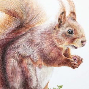 May include: A detailed coloured pencil drawing of a red squirrel. The squirrel is shown in profile, holding something in its paws. The fur is a mix of reddish-brown and white, with a fluffy tail. The background is white.