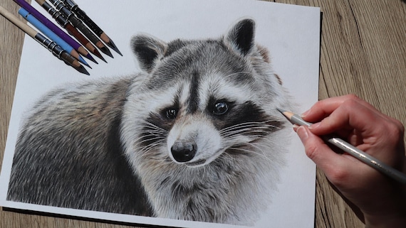 額入りオリジナルアライグマの絵：リアルな色鉛筆野生動物アート（A4