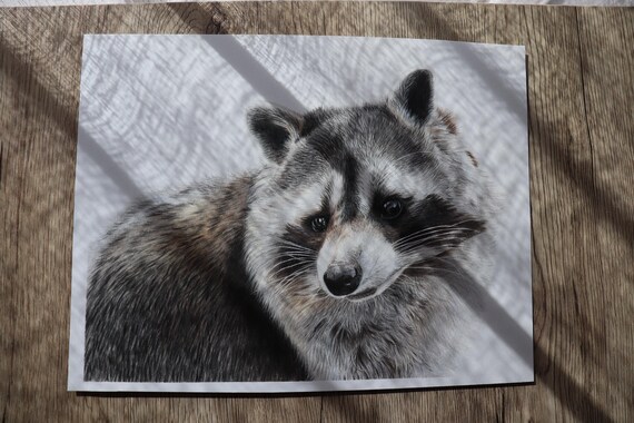 額入りオリジナルアライグマの絵：リアルな色鉛筆野生動物アート（A4
