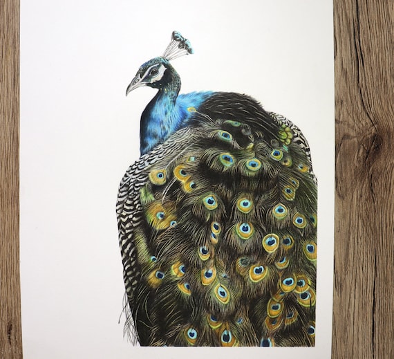 Peacock Original Colour Pencil Illustration - Etsy Peacock Original Colour Pencil Illustration - Etsy