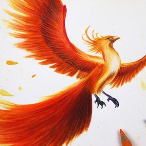Phoenix Watercolour Pencil Original Illustration / Fawks the Phoenix