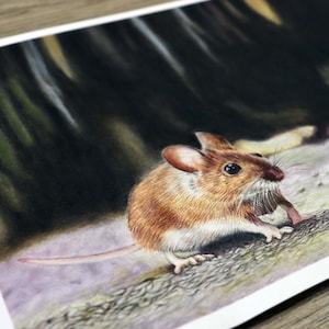 Illustration originale de souris au crayon de couleur / art animalier