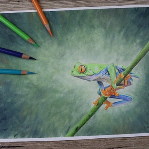 Frog original colour pencil illustration / wildlife art / realism