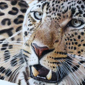 Leopard Original Buntstift Illustration