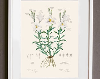 Custom Botanical Family Tree Art: Personalized White Lily Genealogy Gift, Framed