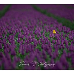 Impression de décoration murale tulipes, photographie de paysage de champ de tulipes, photo d'art fleur, photo de la fête des tulipes