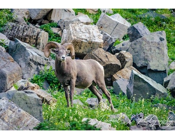 Wildlife Photography, Wall Decor, Large Canvas Wildlife Print,  Bighorn Sheep Print, Glacier Wildlife Print